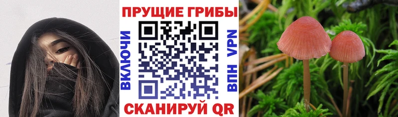 Псилоцибиновые грибы GOLDEN TEACHER  наркошоп  Сухиничи 